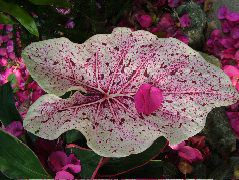 DSCF2339.JPG