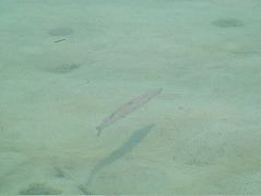 DSCF2379.JPG