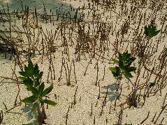 DSCF2398.JPG