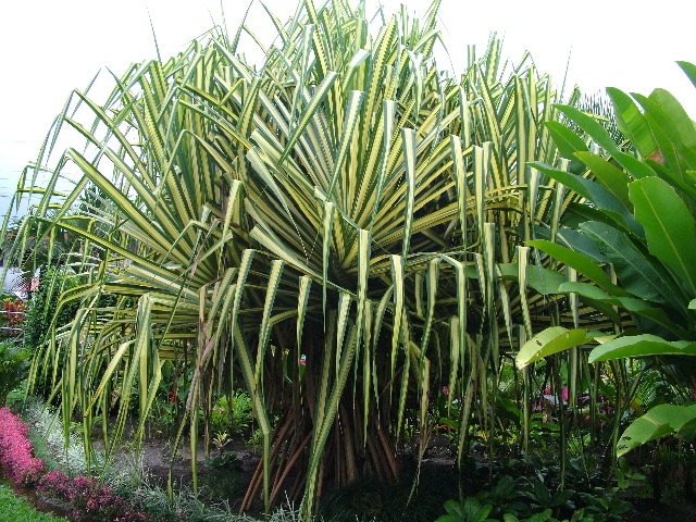 DSCF8590.JPG