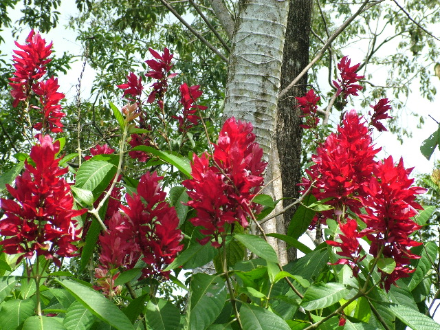 DSCF8712.JPG