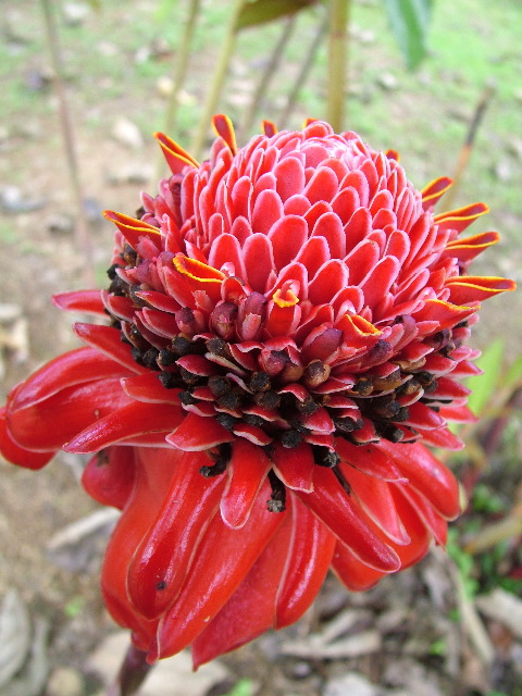 DSCF8727.JPG