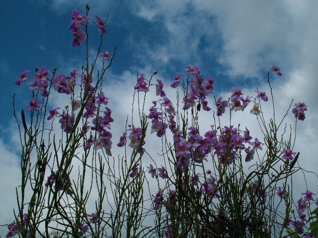 DSCF8735.JPG