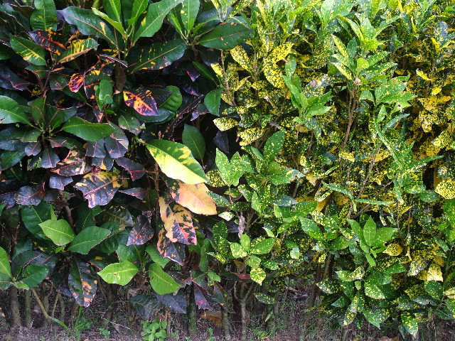 DSCF8748.JPG