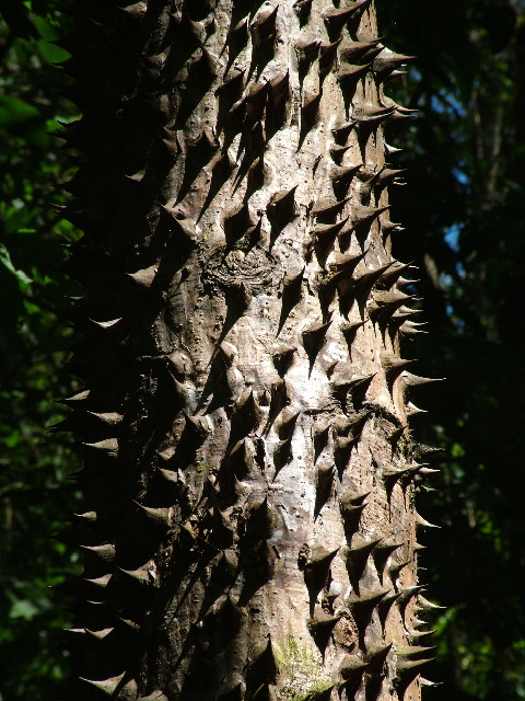 DSCF8793.JPG
