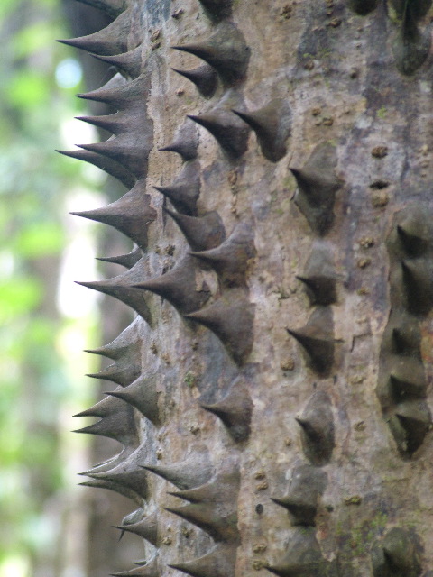 DSCF8811.JPG