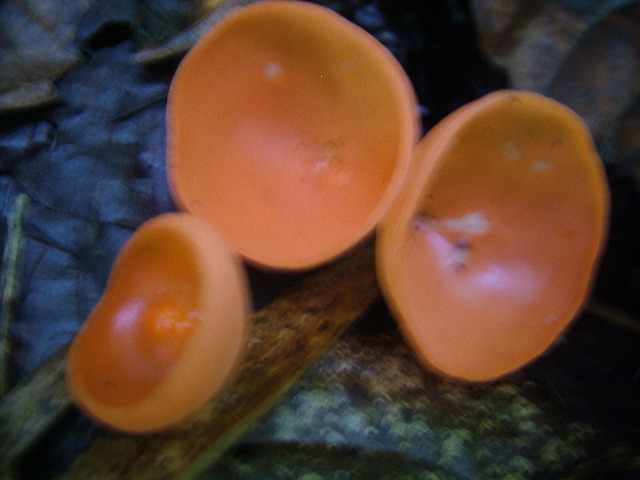 DSCF8921.JPG