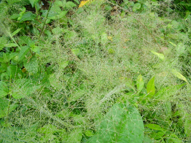DSCF8977.JPG