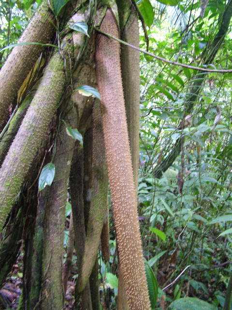 DSCF8987.JPG