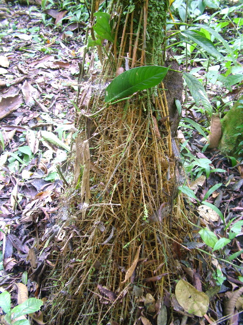 DSCF9009.JPG
