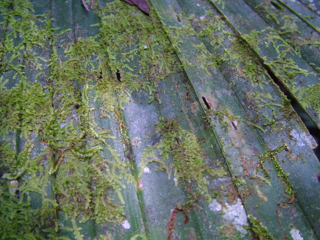 DSCF9011.JPG