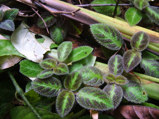 DSCF9020.JPG