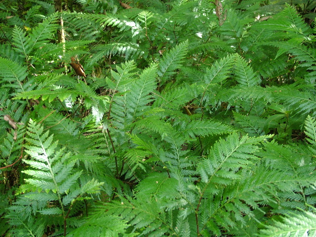 DSCF9021.JPG