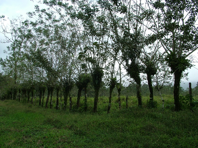 DSCF8594.JPG
