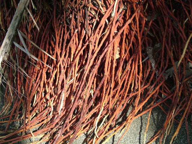 DSCF9118.JPG