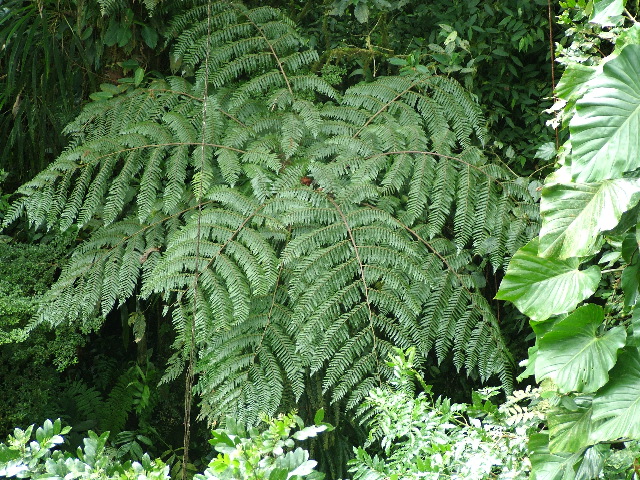 DSCF8675.JPG