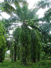 DSCF8737.JPG