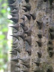 DSCF8811.JPG