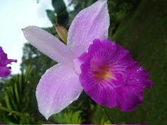 DSCF8893.JPG