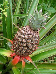 DSCF8907.JPG