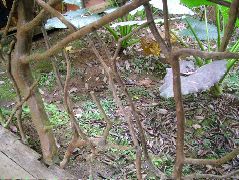DSCF8969.JPG