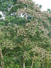 DSCF8975.JPG