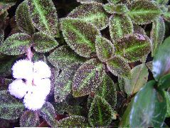 DSCF8979.JPG
