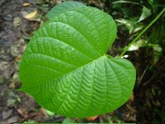 DSCF9004.JPG