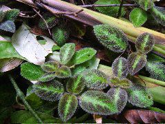 DSCF9020.JPG