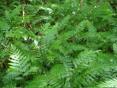 DSCF9021.JPG