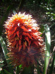 DSCF9049.JPG