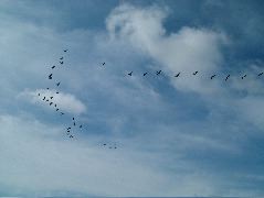 DSCF9051.JPG