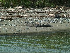 DSCF9053.JPG