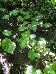 DSCF9164.JPG