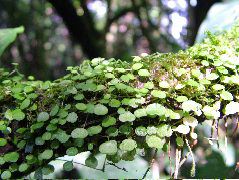 DSCF8596.JPG
