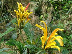DSCF8677.JPG