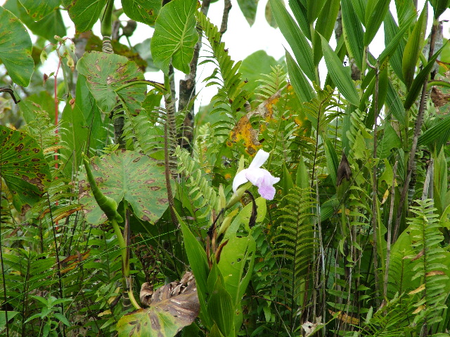 DSCF0899.JPG