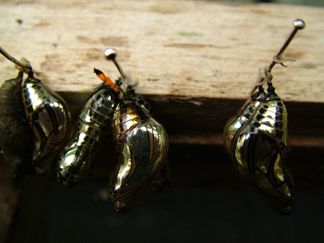 DSCF1039.JPG