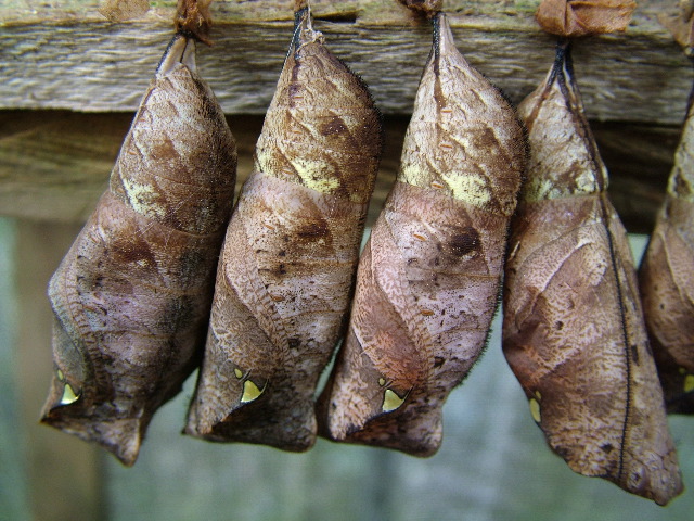 DSCF1040.JPG