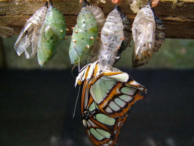 DSCF1042.JPG
