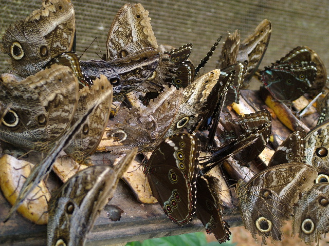 DSCF1036.JPG