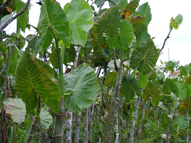 DSCF1074.JPG