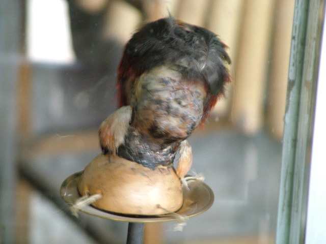 DSCF1162.JPG