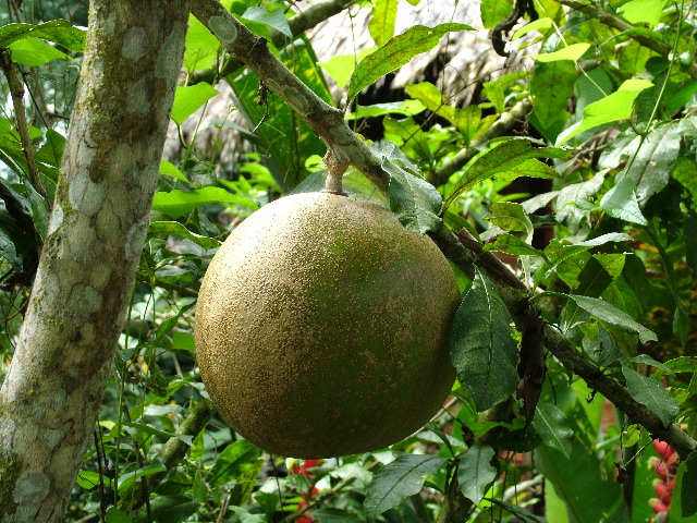 DSCF0907.JPG