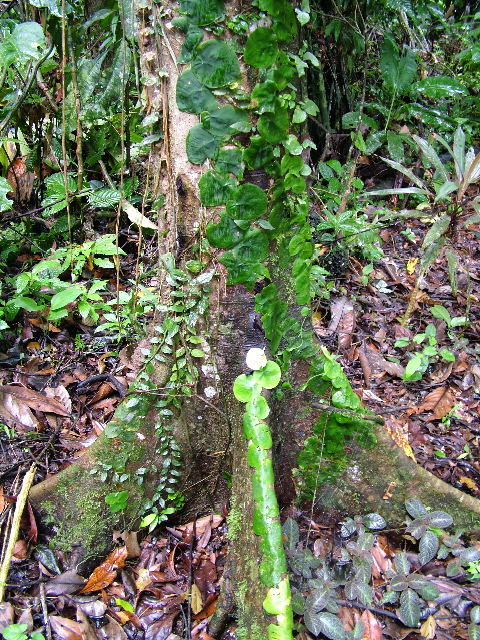 DSCF1016.JPG