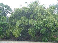 DSCF1011.JPG