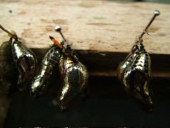 DSCF1039.JPG