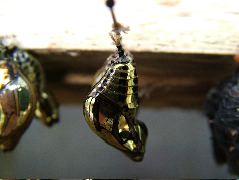 DSCF1044.JPG