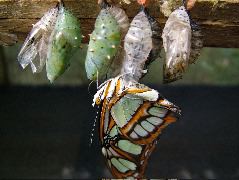 DSCF1042.JPG