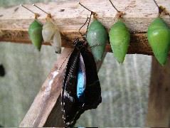 DSCF1043.JPG